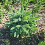 Ель колючая голубая (Picea pungens)