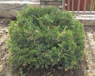 Можжевельник китайский (Juniperus chinensis) формированный D 70-80 см