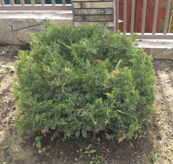 Можжевельник китайский (Juniperus chinensis) формированный D 70-80 см