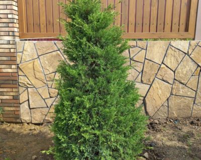 Можжевельник китайский (Juniperus chinensis) формированный 1,2-1,7 м