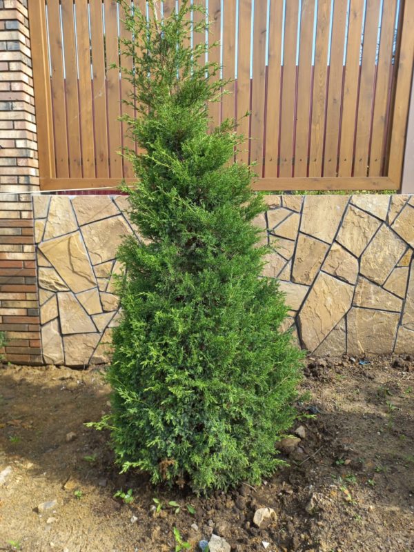 Можжевельник китайский (Juniperus chinensis) формированный 1,2-1,7 м