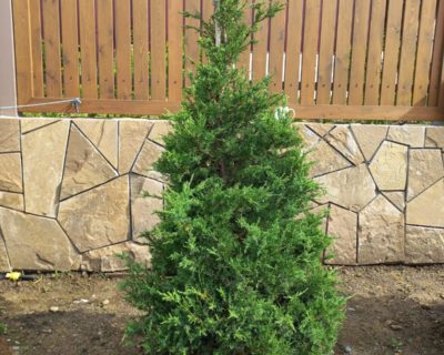 Можжевельник китайский (Juniperus chinensis) формированный 1,1-1,5 м