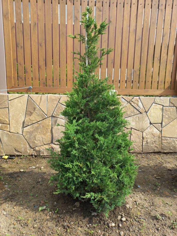 Можжевельник китайский (Juniperus chinensis) формированный 1,1-1,5 м