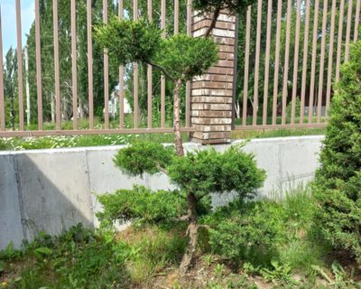 Можжевельник китайский (Juniperus chinensis) формированный бонсай