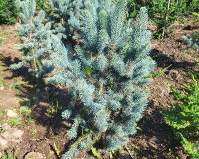 Ель колючая Глаука Глобоза (Picea pungens "Glauca Globoza")