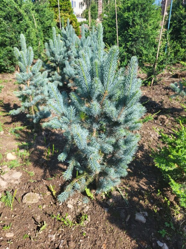 Ель колючая Глаука Глобоза (Picea pungens "Glauca Globoza")