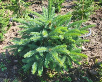 Ель колючая голубая (Picea pungens)