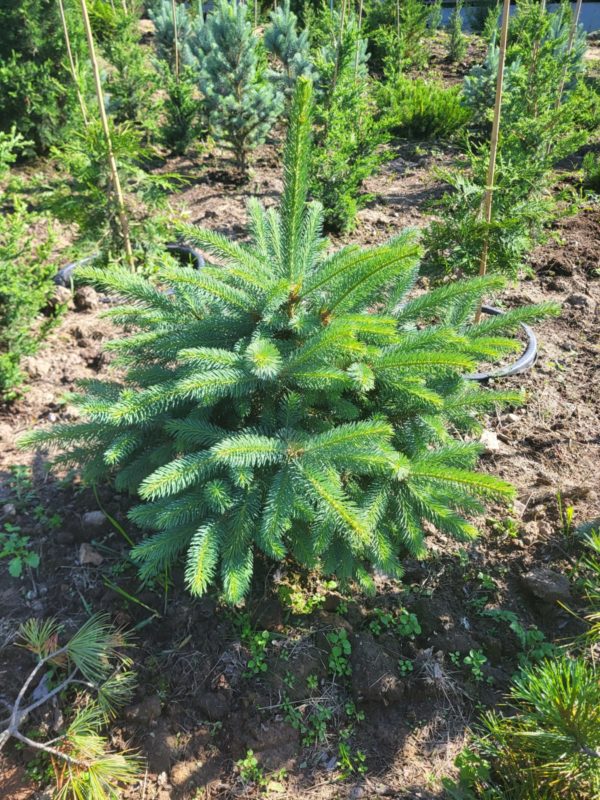 Ель колючая голубая (Picea pungens)