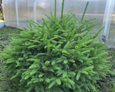 Ель обыкновенная (Picea Abies)