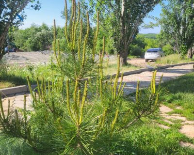 Сосна густоцветковая (Pinus densiflora)