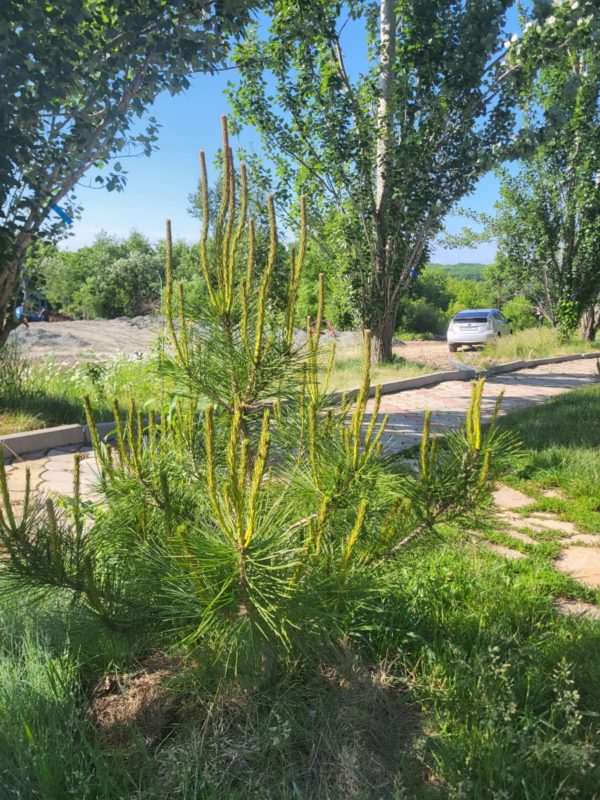 Сосна густоцветковая (Pinus densiflora)