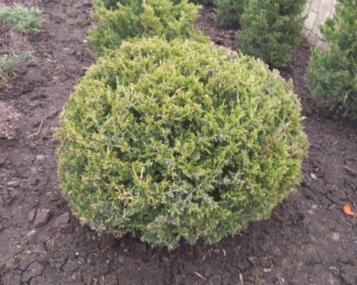 Можжевельник китайский (Juniperus chinensis) формированный D 100-110 см