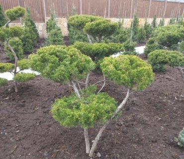 Можжевельник китайский (Juniperus chinensis) формированный Бонсай