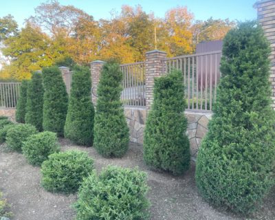Можжевельник китайский (Juniperus chinensis) формированный Пирамида, 2,0-2,5м