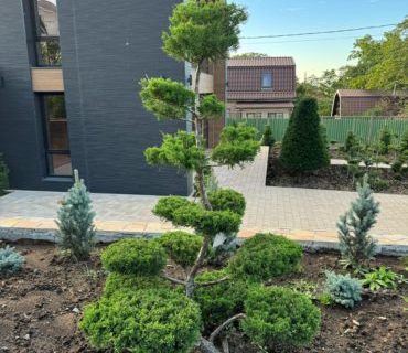 Можжевельник китайский (Juniperus chinensis) формированный Бонсай