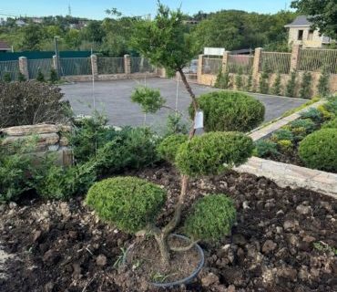 Можжевельник китайский (Juniperus chinensis) формированный Бонсай