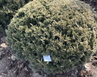 Можжевельник китайский (Juniperus chinensis) формированный D 90-100 шар