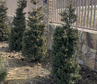 Можжевельник китайский (Juniperus chinensis) формированный Пирамида, 1,2-1,5м