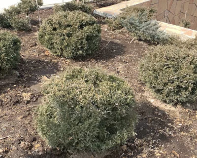 Можжевельник китайский (Juniperus chinensis) формированный Шар