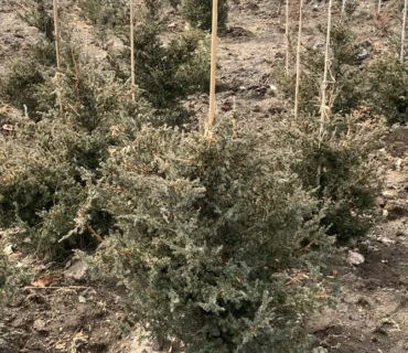 Можжевельник китайский (Juniperus chinensis) 50-60 см