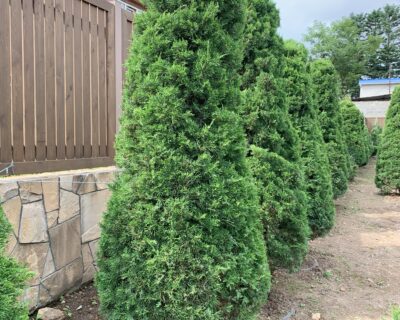 Можжевельник китайский (Juniperus chinensis) формированный Бонсай
