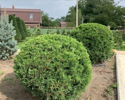 Можжевельник китайский (Juniperus chinensis) формированный Бонсай