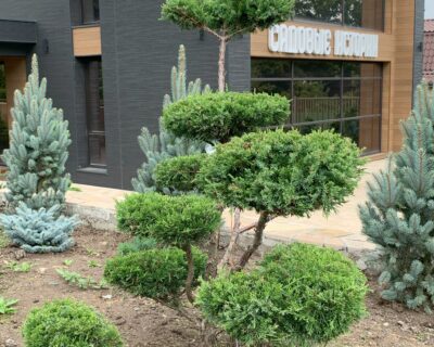 Можжевельник китайский (Juniperus chinensis) формированный Бонсай
