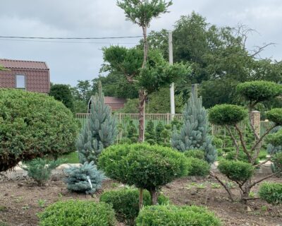 Можжевельник китайский (Juniperus chinensis) формированный Бонсай