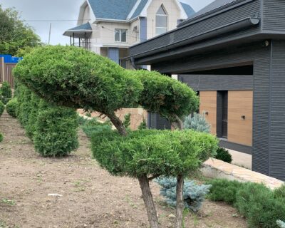 Можжевельник китайский (Juniperus chinensis) формированный Бонсай