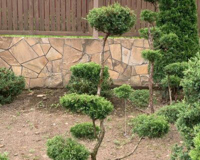Можжевельник китайский (Juniperus chinensis) формированный Бонсай