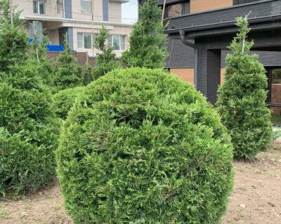 Можжевельник китайский (Juniperus chinensis) формированный Бонсай