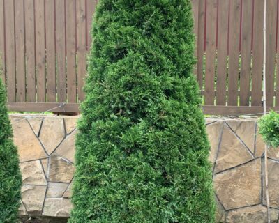Можжевельник китайский (Juniperus chinensis) формированный Бонсай