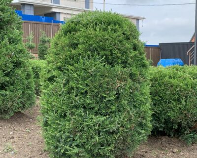 Можжевельник китайский (Juniperus chinensis) формированный Бонсай