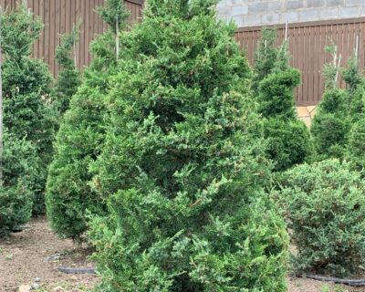 Можжевельник китайский (Juniperus chinensis) формированный Бонсай