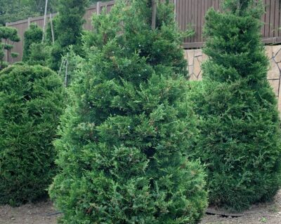 Можжевельник китайский (Juniperus chinensis) формированный Бонсай