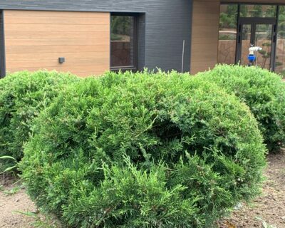 Можжевельник китайский (Juniperus chinensis) формированный Бонсай