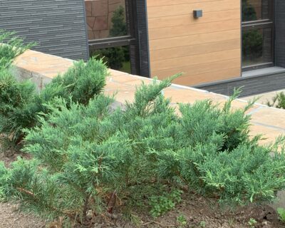 Можжевельник китайский (Juniperus chinensis) формированный Бонсай
