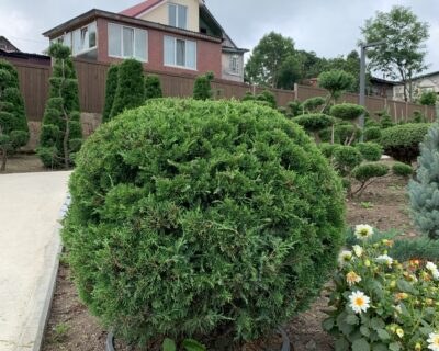 Можжевельник китайский (Juniperus chinensis) формированный Бонсай