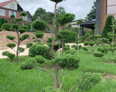 Можжевельник китайский (Juniperus chinensis) формированный Бонсай
