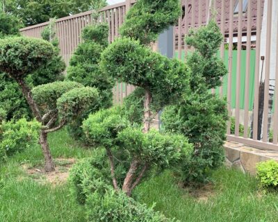 Можжевельник китайский (Juniperus chinensis) формированный Бонсай