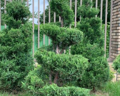 Можжевельник китайский (Juniperus chinensis) формированный Бонсай