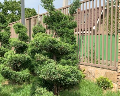 Можжевельник китайский (Juniperus chinensis) формированный Бонсай